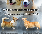 Собаки в Москве: Девочка Вельш Корги Пемброк Девочка, 60 000 руб. - фото 4