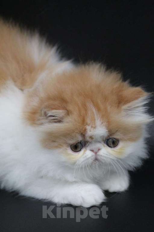 Кошки в Новокузнецке: Экзотические и персидские котята Девочка, Бесплатно - фото 6