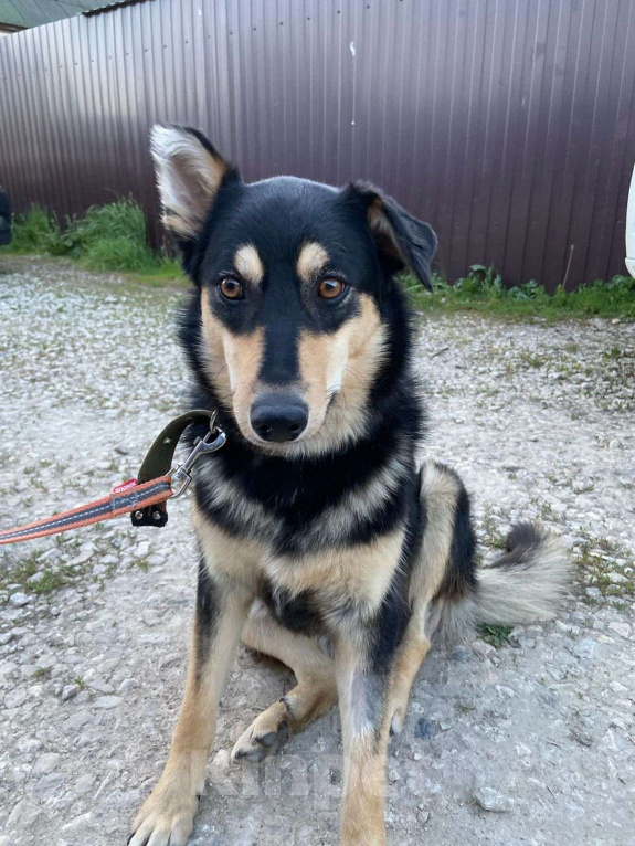 Собаки в Москве: Не пора ли мне наконец домой? Девочка, Бесплатно - фото 5