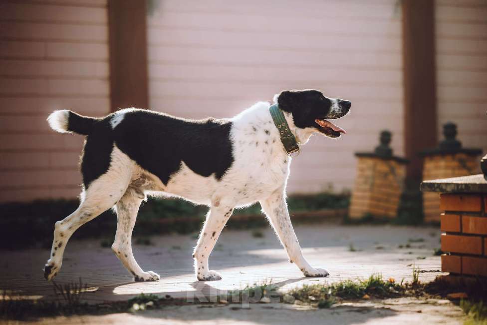 Собаки в Москве: Алабай Чегет в добрые руки Мальчик, 1 руб. - фото 2