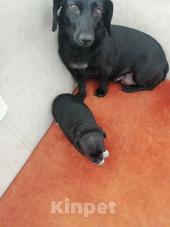 Собаки в Вологде: отдаю щенка Мальчик, Бесплатно - фото 2