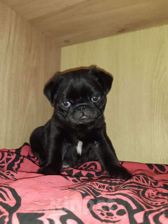 Собаки в Новосибирске: Мальчик чёрный жемчуг Мальчик, 45 000 руб. - фото 2