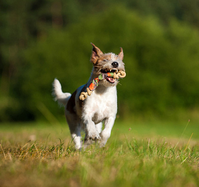 Кромфорлендер