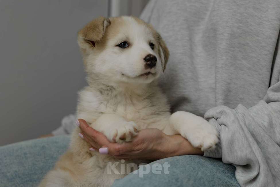 Собаки в Видном: Ягодка ищет дом Девочка, Бесплатно - фото 3