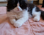 Кошки в Ступино: Шотландская прямоухая кошка (хайленд страйт)  Девочка, Бесплатно - фото 5