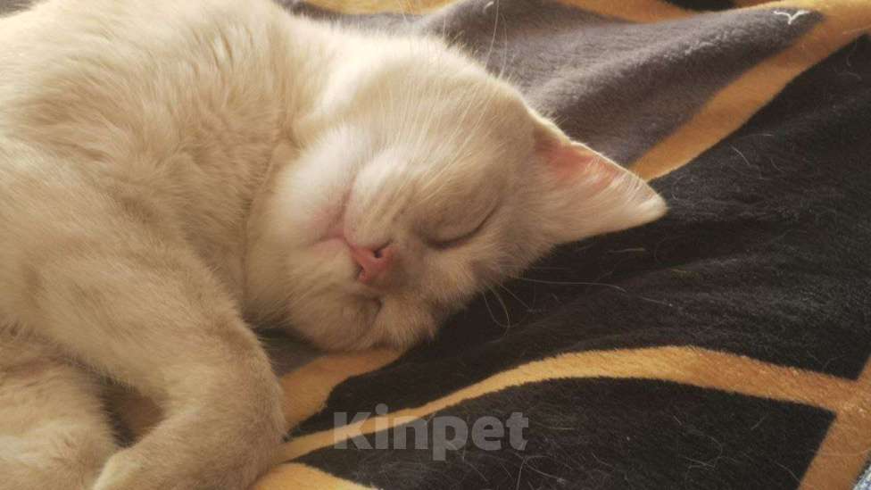Кошки в Москве: Персиковый нежный котик Кексик🌸 Мальчик, Бесплатно - фото 4