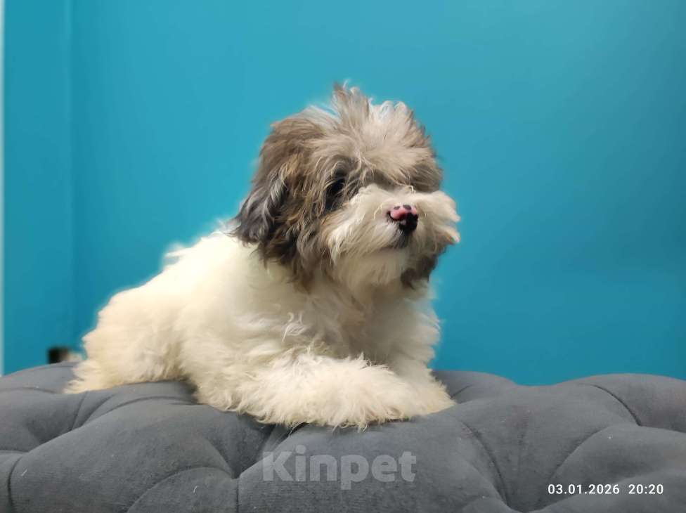 Собаки в Краснодаре: Голубой с белым Мальчик, 30 000 руб. - фото 4