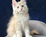 Кошки в Санкт-Петербурге: Красный серебряный мальчик Мальчик, 50 000 руб. - фото 1
