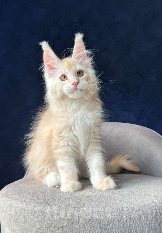 Кошки в Санкт-Петербурге: Красный серебряный мальчик Мальчик, 50 000 руб. - фото 1