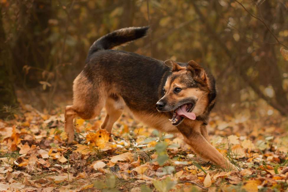 Собаки в Москве: Жардан Мальчик, Бесплатно - фото 3