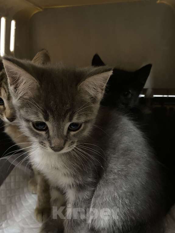 Кошки в Балашихе: Рокки, 2 месяца, в добрые руки Мальчик, Бесплатно - фото 2