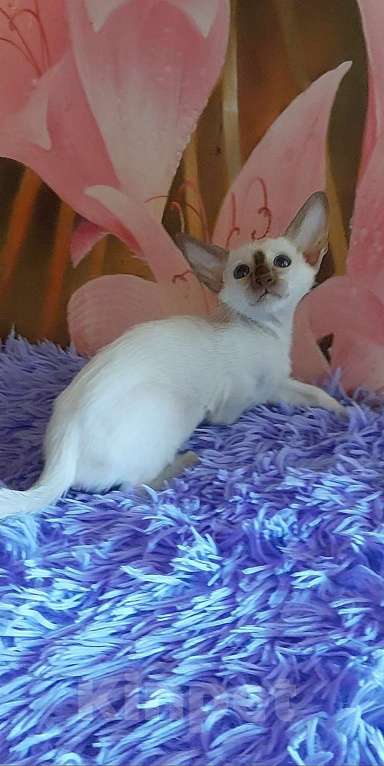 Кошки в Апрелевке: Шикарные ориентальные поинтовые котята котята Мальчик, Бесплатно - фото 6