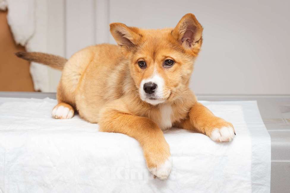 Собаки в Москве: Щенок-девочка ищет дом Девочка, Бесплатно - фото 4