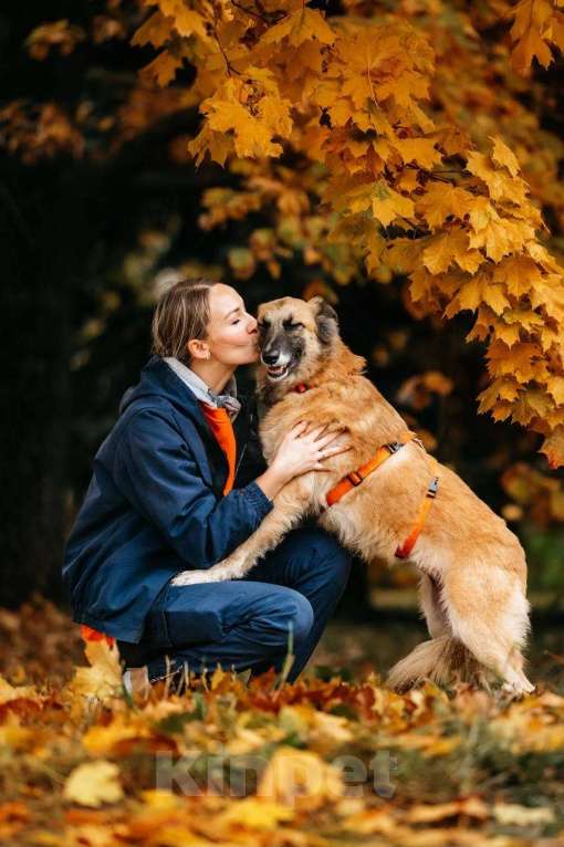 Собаки в Москве: Принцесса Сента в поиске дома! Девочка, Бесплатно - фото 10