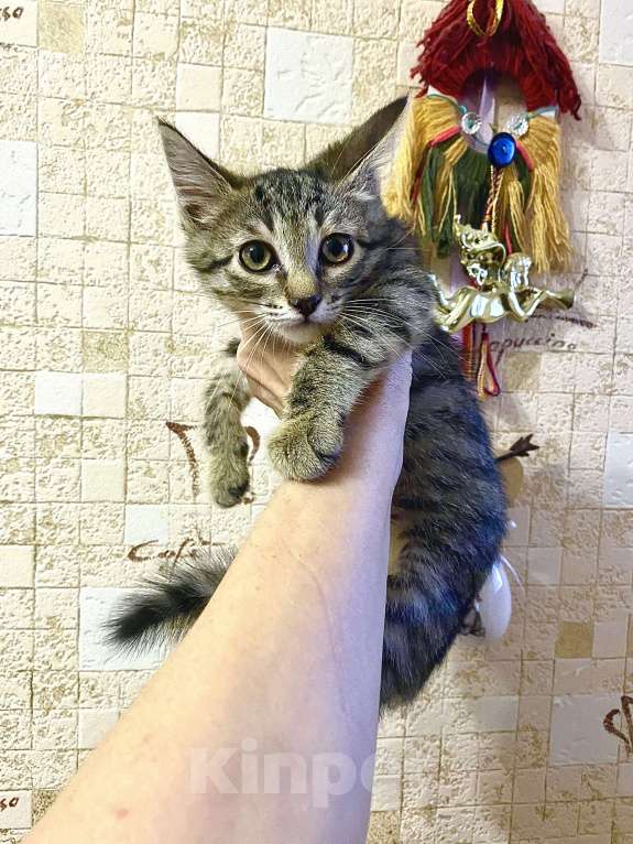 Кошки в Москве: Котенок в добрые руки Девочка, Бесплатно - фото 3