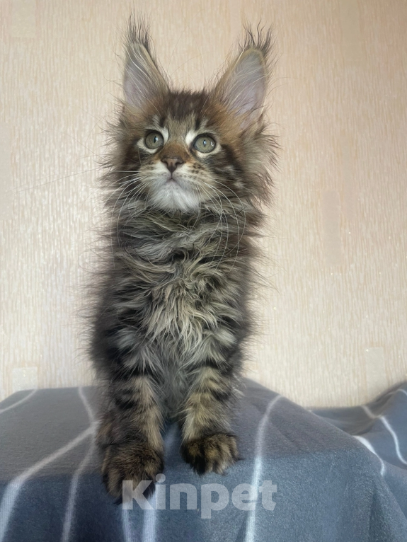 Кошки в Вологде: Котята мейн кун полидакт Девочка, 35 000 руб. - фото 2