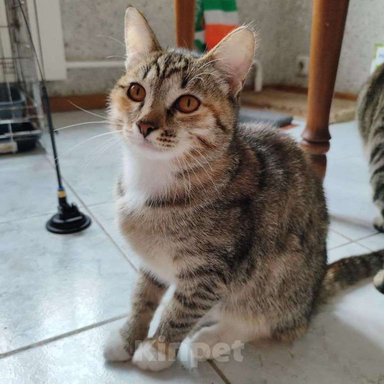 Кошки в Москве: Самая ласковая на свете котенок Маруня 🌼 Девочка, Бесплатно - фото 2