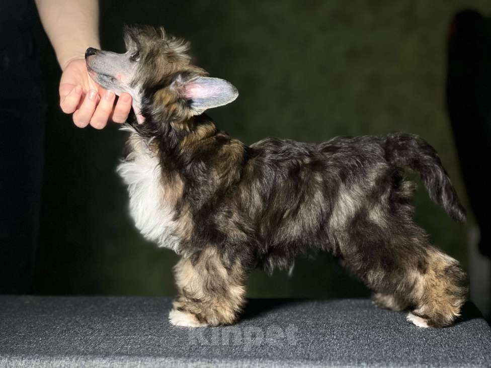 Собаки в Липецке: Шикарный не крупный пуховый мальчик  Мальчик, Бесплатно - фото 4