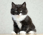Кошки в Новосибирске: Сибирский котенок Мальчик, 90 000 руб. - фото 5