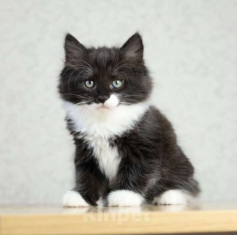 Кошки в Новосибирске: Сибирский котенок Мальчик, 90 000 руб. - фото 5