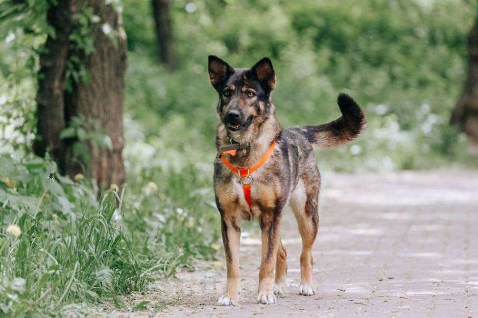 Собаки в Москве: Одри Девочка, Бесплатно - фото 2