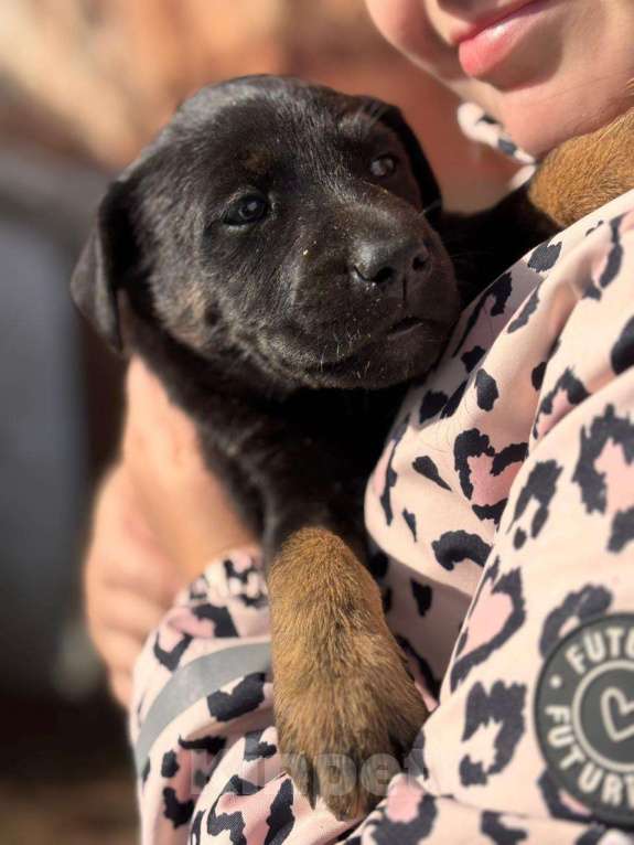 Собаки в Москве: Щенок 1,5 месяцев девочка в добрые руки  Девочка, Бесплатно - фото 2