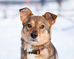 Собаки в Санкт-Петербурге: Очень трогательная собачка Девочка, Бесплатно - фото 8