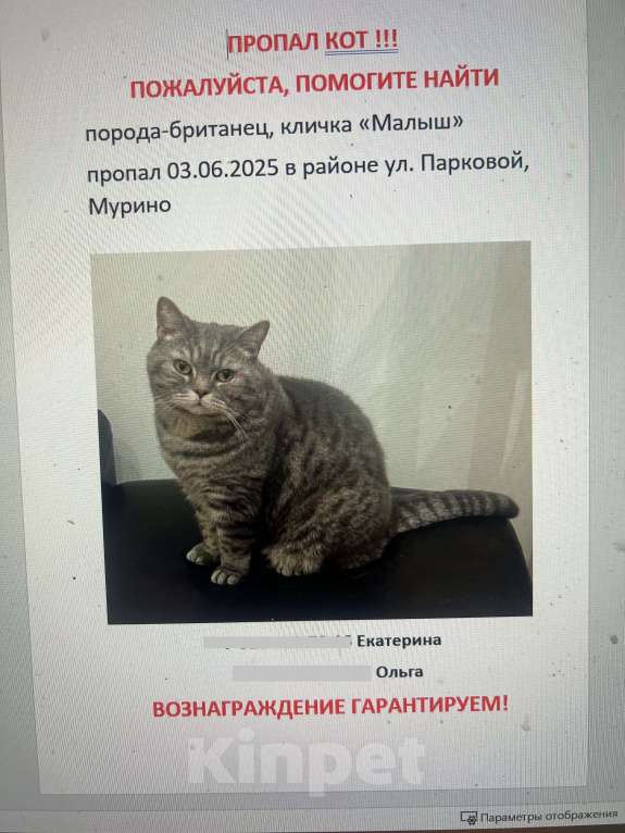 Кошки в Мурином: Малыш потерялся Мальчик, 5 000 руб. - фото 1