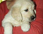 Собаки в Королеве: Щенок золотистого ретривера Девочка, 60 000 руб. - фото 1
