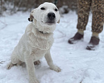 Собаки в Москве: В добрые руки белый щенок Мальчик, Бесплатно - фото 2