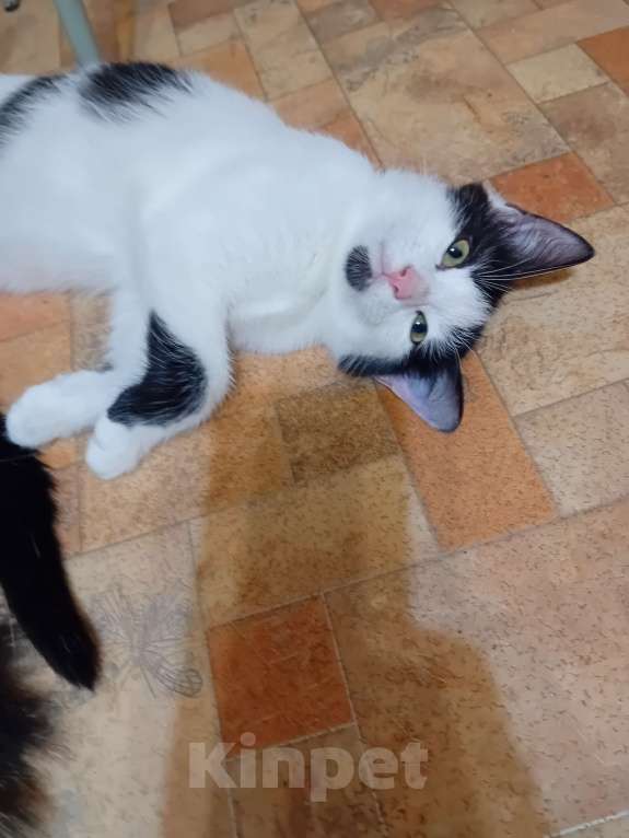 Кошки в Самаре: Чудесный наидобрейший котейка Мальчик, Бесплатно - фото 8