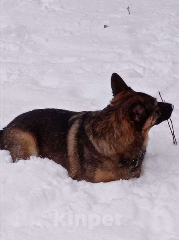 Собаки в Санкт-Петербурге: Ищем добрые руки и теплое сердце,этой девочке  Девочка, Бесплатно - фото 3