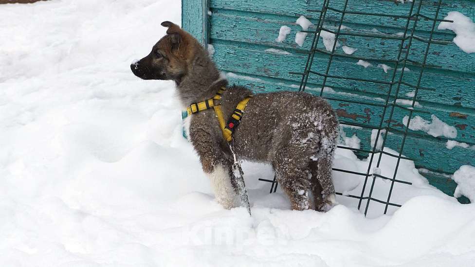 Собаки в Ногинске: Лайм - щенок в приюте Мальчик, Бесплатно - фото 8