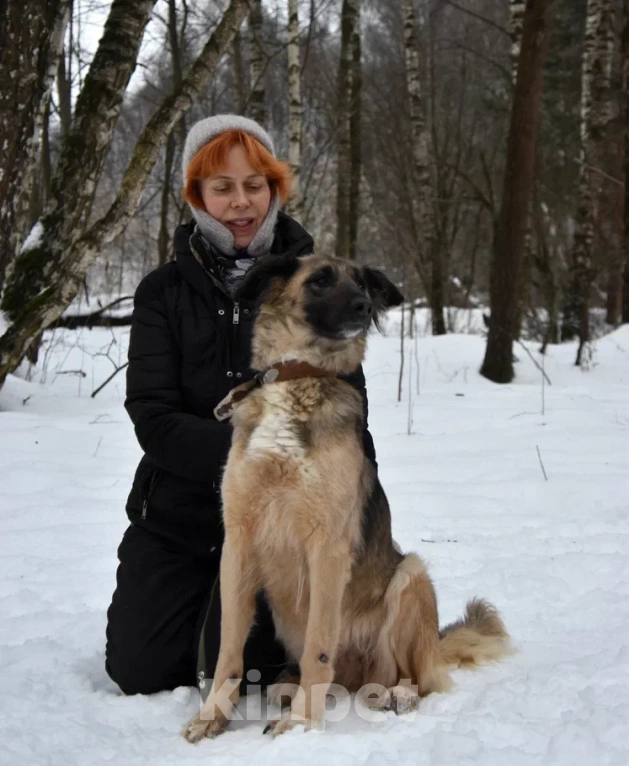 Собаки в Москве: Лиска в поисках любящей семьи  Девочка, Бесплатно - фото 5