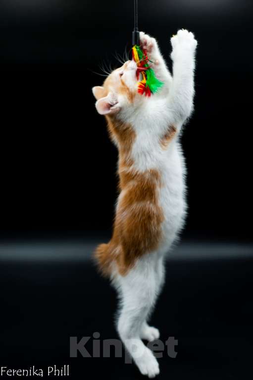 Кошки в Хабаровске: Котёнок Курильского Бобтейла Ференика Фил МИРАМ Мальчик, 40 000 руб. - фото 2