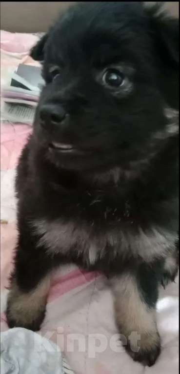 Собаки в Липецке: Отдам щенка-девочку в хорошие руки Девочка, 1 руб. - фото 2