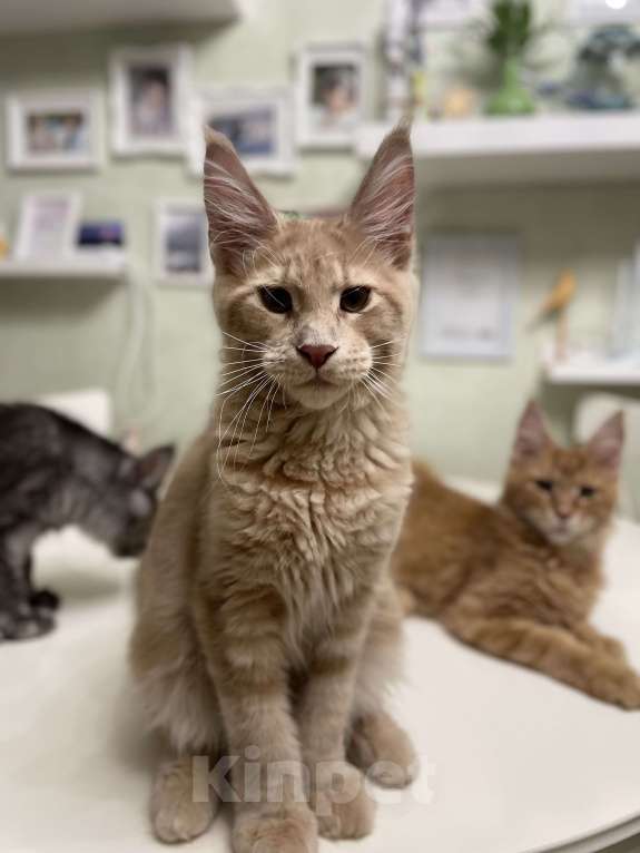 Кошки в Чайковском: Мальчик Мейн кун. MCO окрас - e 09 кремовый с белым Мальчик, 45 000 руб. - фото 7