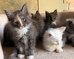 Кошки в Санкт-Петербурге: Котята Мейн-кун Разнополые, Бесплатно - фото 2