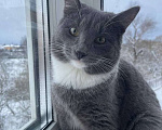Кошки в Москве: Ласковый красавец молодой котик Митя ищет семью! Мальчик, Бесплатно - фото 1