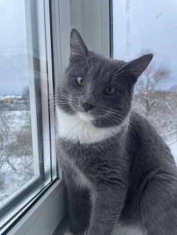 Ласковый красавец молодой котик Митя ищет семью!