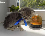 Кошки в Москве: Шотландский вислоухий короткошёрстный котёнок Девочка, 15 000 руб. - фото 5