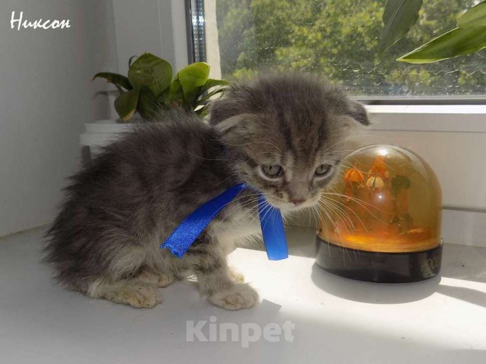 Кошки в Москве: Шотландский вислоухий короткошёрстный котёнок Девочка, 15 000 руб. - фото 5