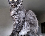 Кошки в Краснодаре: Котенок мейн-кун Мальчик, 42 000 руб. - фото 3