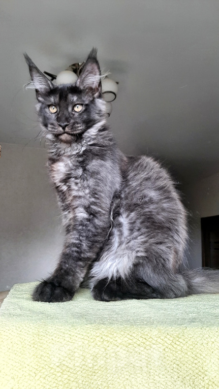 Кошки в Краснодаре: Котенок мейн-кун Мальчик, 42 000 руб. - фото 3