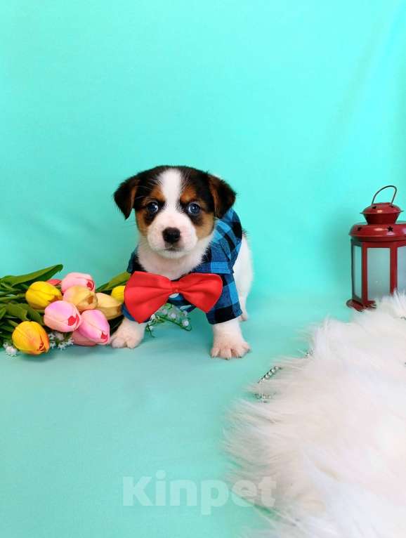 Собаки в Красноярске: Щенки Джек Рассел терьер мальчики и девочки Мальчик, 35 000 руб. - фото 4