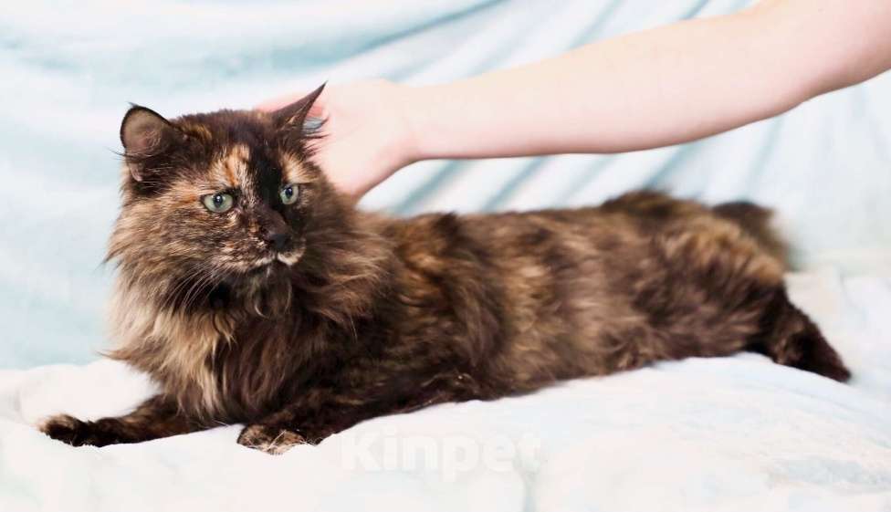 Кошки в Москве: Стеша - роскошная пушистая кошечка в дар Девочка, Бесплатно - фото 2