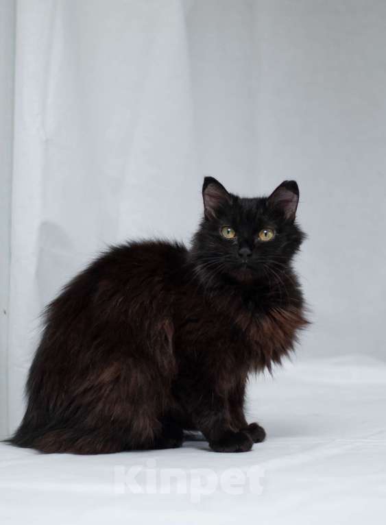 Кошки в Ногинске: Самая ласковая кошечка Матильда в поиске дома Девочка, Бесплатно - фото 2