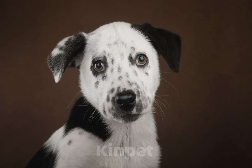 Собаки в Москве: Щенок в добрый руки Мальчик, Бесплатно - фото 2