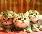 Кошки в Ливны: Высококлассные Шотландские Котятки от Чемпиона., 15 000 руб. - фото 4