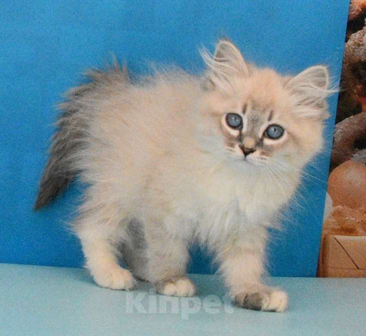 Кошки в Москве: Синеглазый красавчик Парамон Мальчик, Бесплатно - фото 1